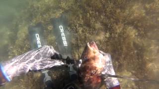 Spearfishing QLD  Cleaning the Coastal Reefs [upl. by Audris]