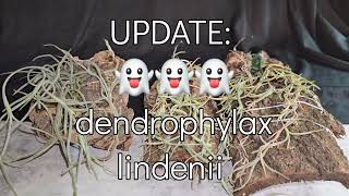 UPDATE  👻👻👻 dendrophylax lindenii [upl. by Ahseekal988]