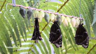 Hatching of Blue Morpho butterflies Morpho peleides in HD [upl. by Aned463]