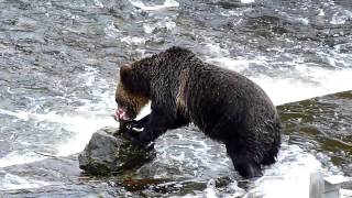 Spirit bear  Kermode bear catching and eating salmon [upl. by Ydniw417]