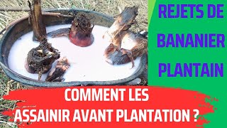 comment protéger les rejets de bananier plantain avant le planting pralinage [upl. by Ycinuq]