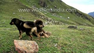 Every dog has his day and these Bhutia Himalayan sheep dogs are having theirs [upl. by Asen]