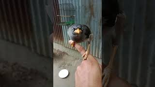 সীতা শালিক পাখি কথা বলতে চায়। Javan Myna birdshorts [upl. by Kawai]