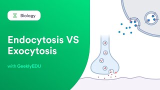 GeeklyHub Endocytosis vs Exocytosis  Passive and Active Transport in Cells [upl. by Reh860]