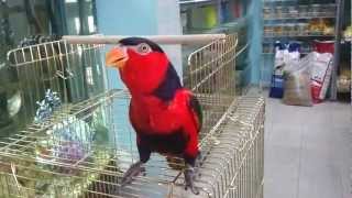 Dancing Lory parrot  קוקי המתוק תוכי לורי רוקד [upl. by Burr]