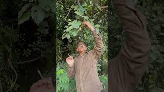 বন লতা Large Leaved Climbing Bushwillow Combretumlatifolium Combretaceae botany lifescience [upl. by Cynthea]