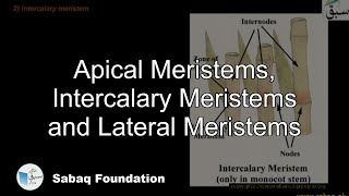 Apical Meristems Intercalary Meristems and Lateral Meristems Biology Lecture  Sabaqpk [upl. by Lanni]