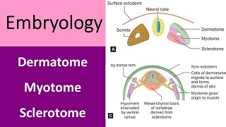 What is dermatome myotome amp sclerotome [upl. by Wehttam24]