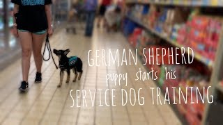 German Shepherd Puppy begins his service dog training [upl. by Euqirdor]