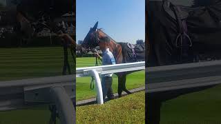 Parade ring Chester Races 31st August 2024 [upl. by Laktasic81]