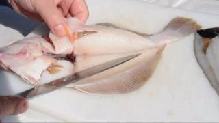 Scholle oder Goldbutt filetieren  How to filet plaice [upl. by Wooster]