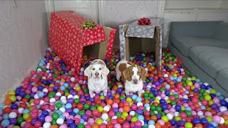 Happy Dogs Get HUGE Ball Pit for Christmas Cute Dogs Maymo Potpie amp Penny Christmas Surprise [upl. by Yerd]