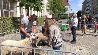 Paardenmarkt Torhout 2022 [upl. by Caitlin]