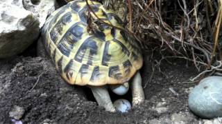 Deposizione Tartarughe di Terra Testudo Hermanni [upl. by Anelyak]