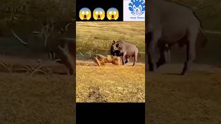 Strong buffalo fight back lion 😱😱  💥💥 Wonderful Animal Kingdom 84 💥💥 short trending shorts [upl. by Milah]