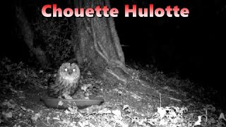 CHOUETTE HULOTTE Piège vidéo [upl. by Aicilav]