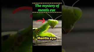 The mystery of mentis eye  why mentis always stairs on you  facts factsmine shorts [upl. by Doone249]