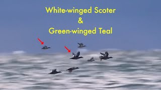 Whitewinged Scoter and Greenwinged Teal mixed flock [upl. by Ahsha131]