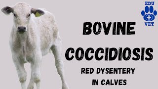 Bovine Coccidiosis SimplifiedParasitology [upl. by Fink230]