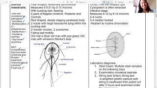 Mastigophora Flagellates Intestinal Genital Giardia Filipino [upl. by Ahsilem]