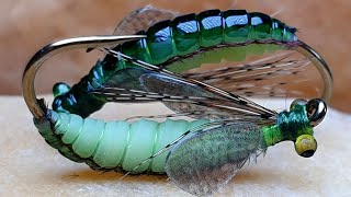 Caddis PupaFly Tying Caddis Pupa [upl. by Nymsaj]