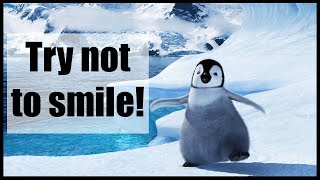 Funny and Cute Penguin Video Compilation  Try not to smile 2018  Winter edition [upl. by Eikcin]