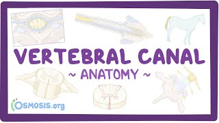 Anatomy of the vertebral canal [upl. by Aerised]