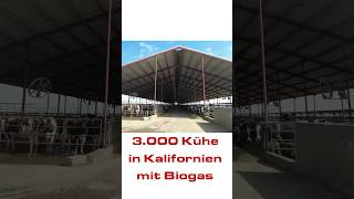 3000 Kühe in Kalifornien [upl. by Nadaba]