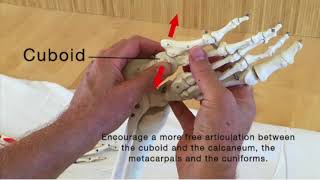 Cuboid Bone Release learn this shiatsu technique to restore arch function [upl. by Oilenroc]