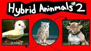 Internet Names for Hybrid Animals Pt 2 [upl. by Ilrac]