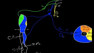 Lumbar plexus tutorial [upl. by Yanffit]