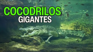 TOP Curiosidades Sobre Los COCODRILOS [upl. by Adihaj]