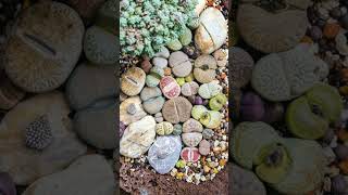 Pebble Plants Living Stones Genus Lithops  Observed in Description [upl. by Dorothee26]