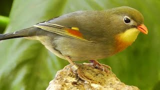 Redbilled Leiothrix aka Pekin Robin or Chinese Nightingale [upl. by Eneja]