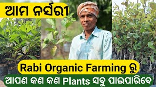 ଆମ ନର୍ସରୀ। Rabi Organic Farming and Nursery । Odisha [upl. by Damick]