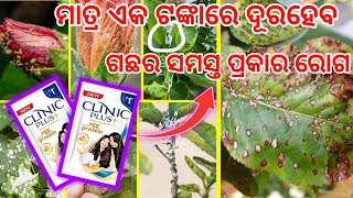 ମାତ୍ର ଏକ ଟଙ୍କାରେ ଦୁରହେବ ଗଛର ସମସ୍ତ ପ୍ରକାରର ରୋଗ how to avoid all of insects and fungus from plant [upl. by Essie]