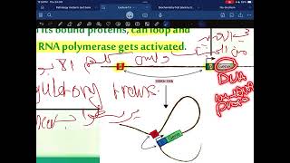 Genetics of globin synthesis [upl. by Ideih]