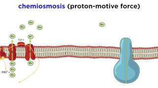 Cellular Respiration Part 3 The Electron Transport Chain and Oxidative Phosphorylation [upl. by Ilagam]