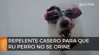 REPELENTE casero para que tu perro no se ORINE en la casa [upl. by Gasser]