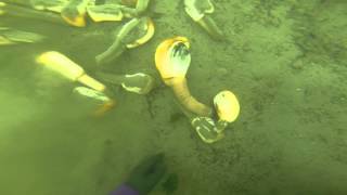 husband goes under water digging geoducks [upl. by Enelra]