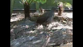 Lyre bird mimicking sounds amp voices [upl. by Ennoryt]