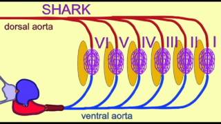 PLJOURNAL7 HUMAN ANCESTORS IN THE ORDOVICIAN PERIOD [upl. by Line]