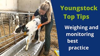 The importance of weighing your youngstock  ForFarmers [upl. by Leiva]