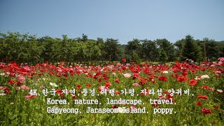 4K한국자연풍경여행가평자라섬양귀비Korea nature landscape travel Gapyeong Jaraseom Island poppy [upl. by Itak]