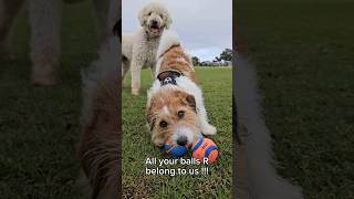 All Your Balls R Belong To Us funnydogs smalldog dogpark dogwithball cutedogs [upl. by Oyr]