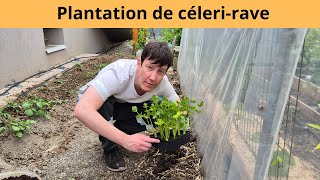 Plantation de célerirave [upl. by Anaujahs]