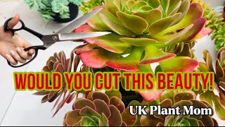 HOW TO PRUNE YOUR AEONIUMS [upl. by Alecia]