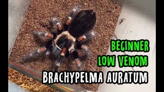 Brachypelma auratum ready stock 2019 [upl. by Nomelif]