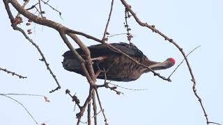 Rednaped Ibis Pseudibis papillosa ibis birds urbanwildlife birdsvideo 4k [upl. by Salvador]