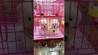 Cute Pomeranian dog Market  Pomeranian dog price  Cute puppies  trending dogs viral shorts [upl. by Chapel560]